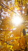 Paeiz93 (4)_resize.JPG